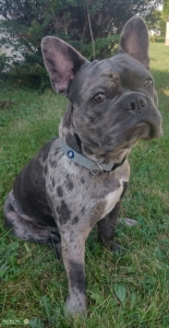 Rare Blue Merle French Bulldog Listing Image
