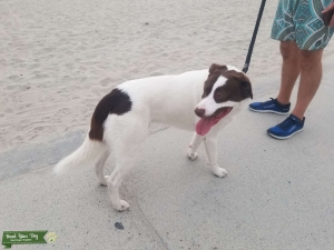 Friendly Beautiful Borador Listing Image