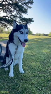 AKC Reg. Heterochromia Eyes  Listing Image