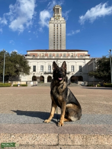 Dark Sable German Shepherd Stud Listing Image