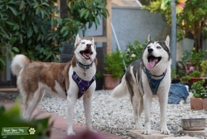 Ready to make Beautiful Puppies Listing Image