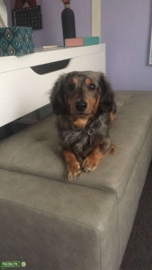 AKC Champion Bloodline Blue Dapple Longhair Dachshund Listing Image