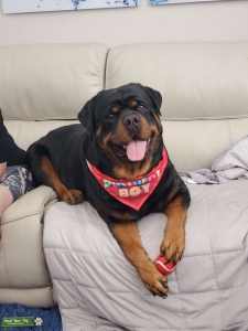 Purebred German Rottweiler Listing Image