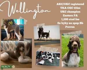 Brown & white standard parti poodle  Listing Image