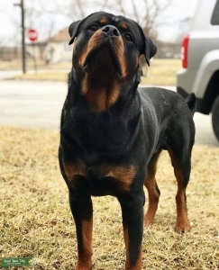 PUREBRED IMPORT ROTTWEILER(HAS PAPERS!) Listing Image