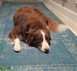 Fetch Stud Border Collie Listing Image