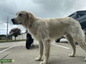 Pure Bred English Cream Retriever Listing Image