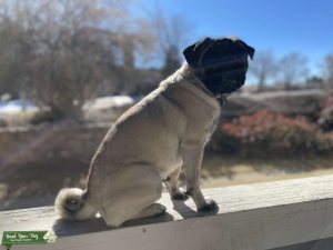 Looking for female pug Listing Image