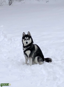 Husky  Listing Image