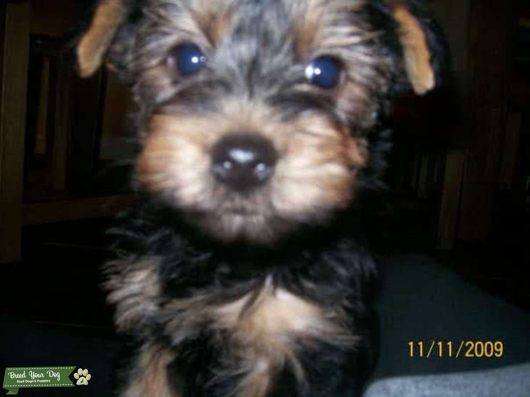 Yorkshire terrier stud Stud Dog in Bristol, United States Breed