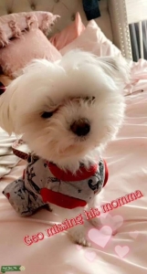 Akc Maltese 2.7 pounds very small dog ready for stud Listing Image