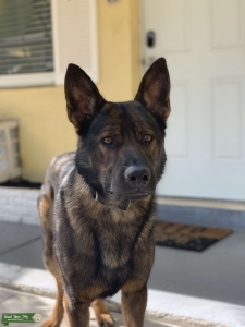 Sable German Shepard Stud Listing Image