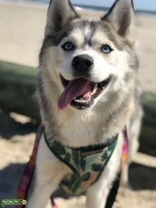 Pomsky looking for Husky stud Listing Image