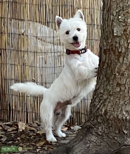 Wesley the Westie wants his first girlfriend!    Listing Image
