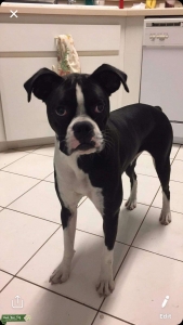 Beautiful Boxer Listing Image