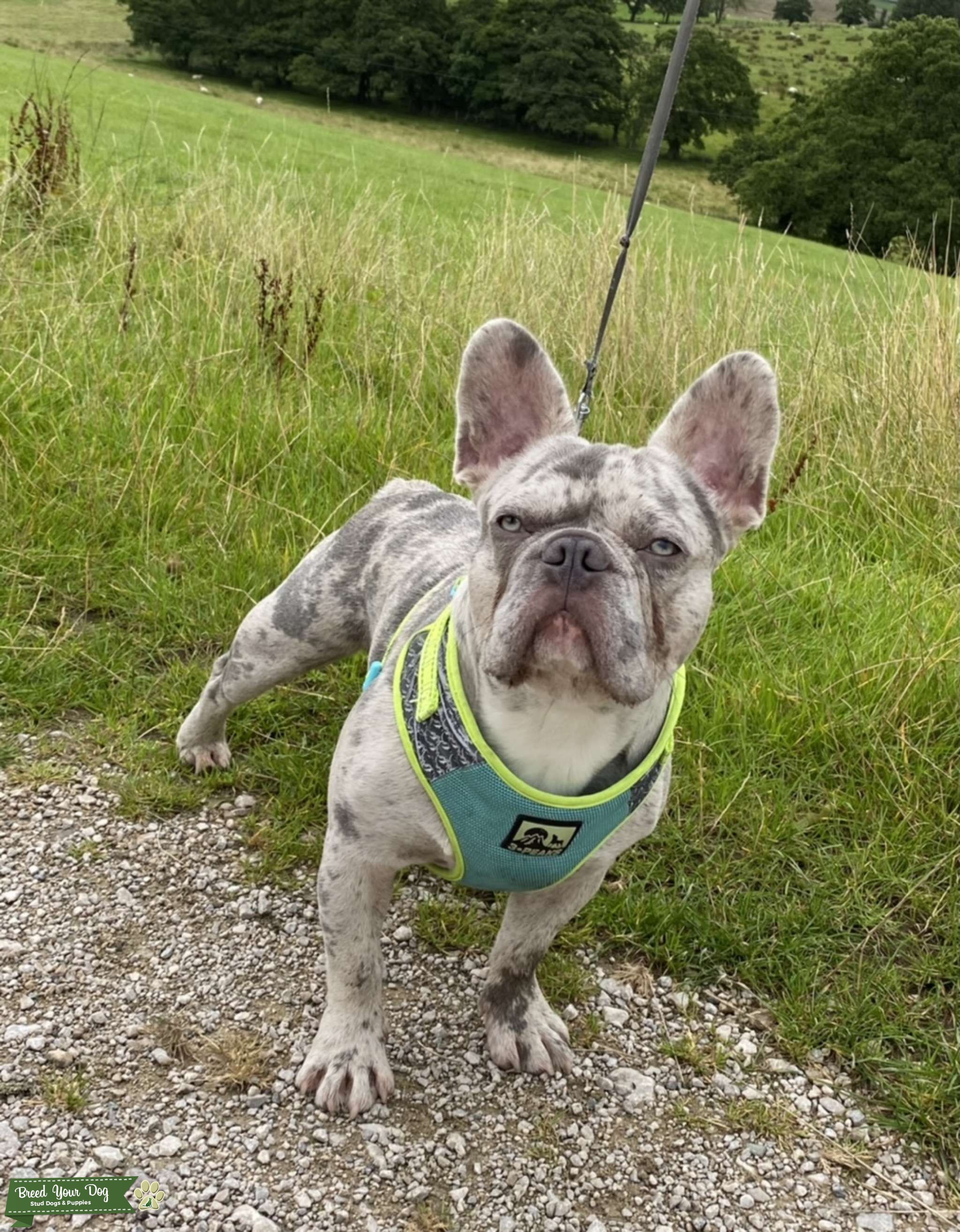 Blue Lilac Merle carrying tan Stud Dog in Lancashire , the United