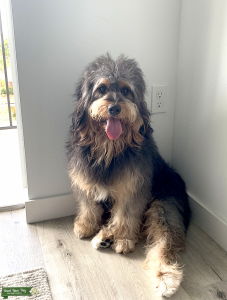 Miniature Bernedoodle Stud (Tri-Colored; Tan, White, Black) Listing Image