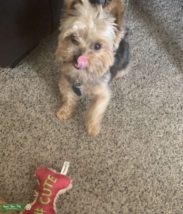 5lb black and Brown Yorkie Listing Image