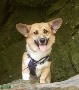 Pembroke Welsh Corgi Stud Listing Image