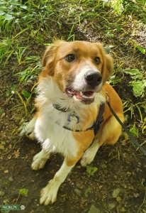 Welsh collie stud  Listing Image
