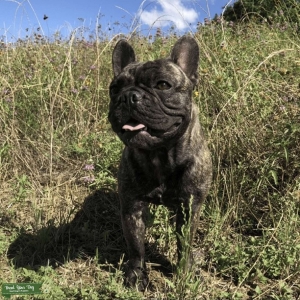 Brindle French Bulldog Stud Listing Image