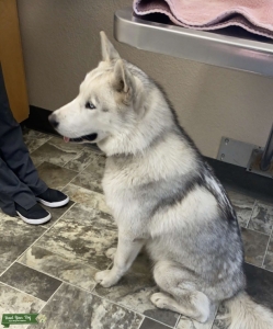Stud Alaskan malamute mix  Listing Image