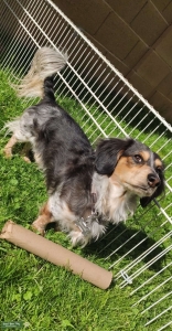 Piebald/Dapple Multicolor Miniature Dachshund Listing Image