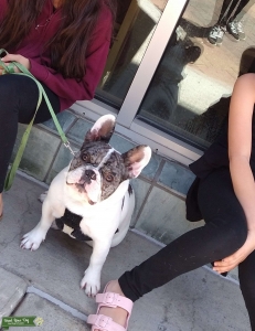 Handsome stud frenchie Listing Image