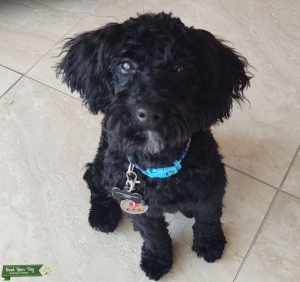 Stud Miniature Poodle AKC Registered  Listing Image