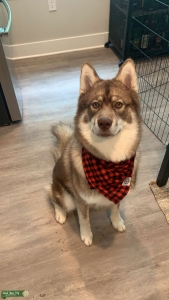 Brown Siberian Husky Listing Image
