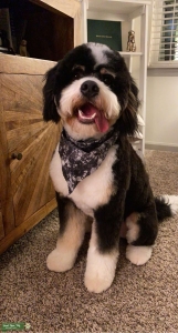 Tri-Colored Mini Bernedoodle Listing Image