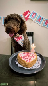 Chocolate Labradoodle  Listing Image