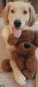 Golden Retriever  Listing Image