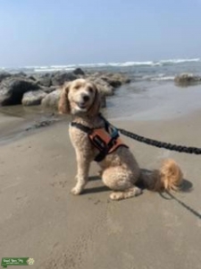 Handsome Labradoodle stud Working Service dog Listing Image