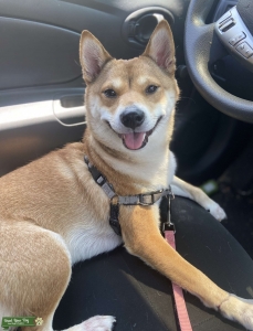 Beautiful Red Shiba Listing Image