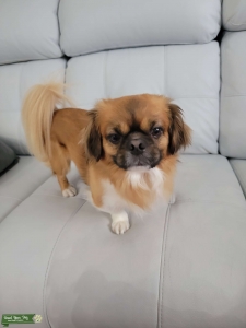 Looking for a girlfriend  Listing Image