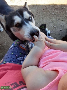Husky female Listing Image