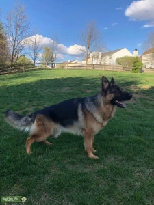 Black and Red AKC registered German Shepard Dog Listing Image