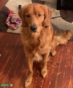 AKC Golden Male Listing Image