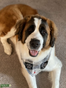 Saint Bernard in need of stud Listing Image