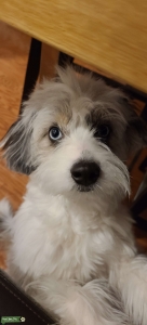Blue Eyed Blue Merle Toy Aussiedoodle F1 Generation 15lbs! Listing Image