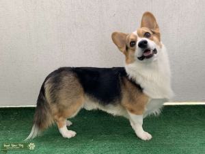 Pembroke Welsh Corgi Stud AKC Registered  Listing Image
