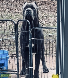 Xman Brutus Grandson for stud  Listing Image