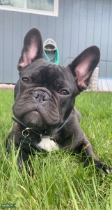 French Bulldog Sud Listing Image