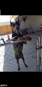 European Doberman for stud Listing Image