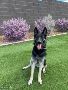 German Shepherd Listing Image