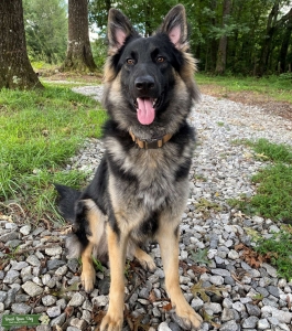 AKC German Shepherd Stud Listing Image