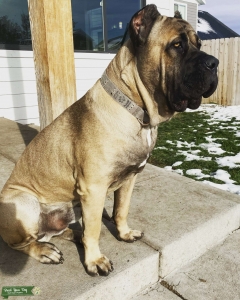 Working bloodline Cane Corso Stud Listing Image