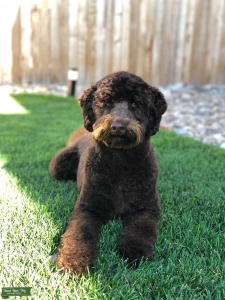 F1B Aussiedoodle  Listing Image