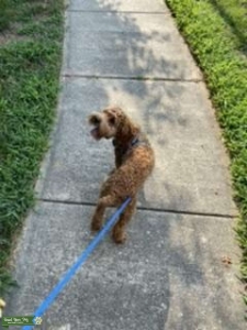 Looking to stud our cockapoo  Listing Image